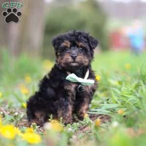 Lincoln, Yorkie Poo Puppy